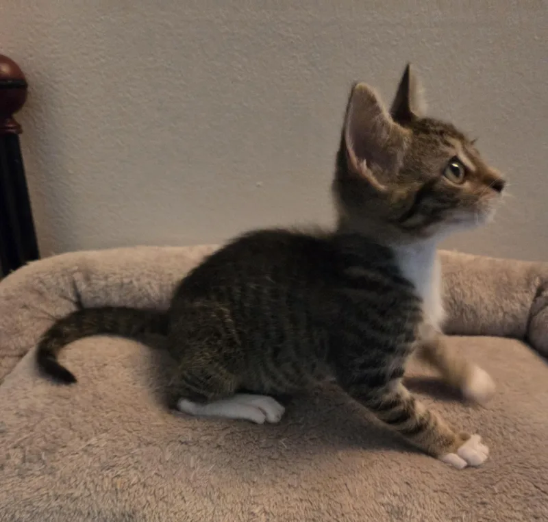 Brady thumbnail 3