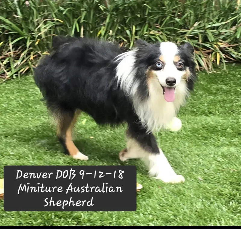 An adult small-sized male Australian Shepherd dog named Denver for adoption in York, SC