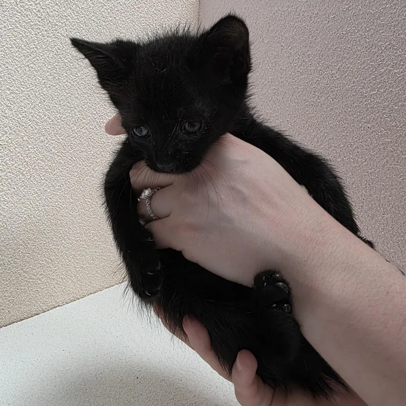 A baby small-sized male Black Domestic Short Hair cat named Diamond for adoption in Jupiter, FL