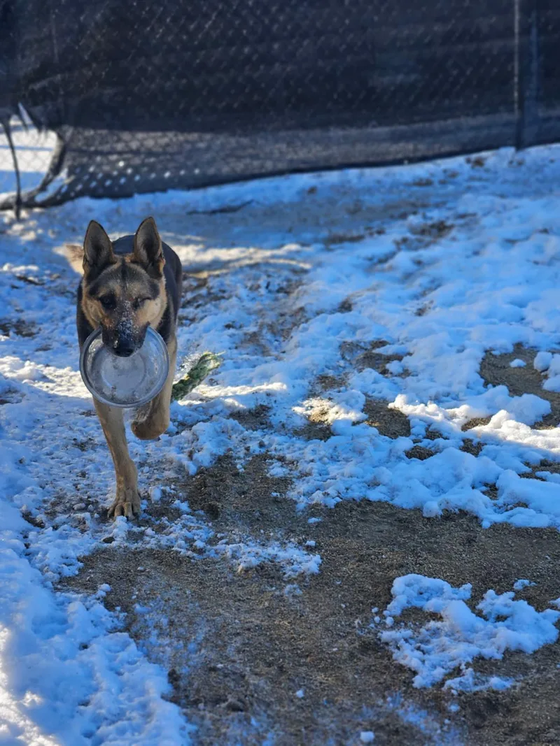 An adult extra large-sized male German Shepherd Dog dog named Declan for adoption in Stagecoach, NV