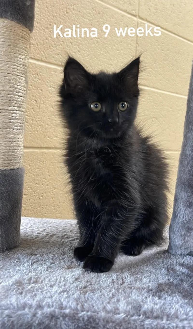A baby medium-sized female Black & White / Tuxedo Domestic Long Hair cat named Kalina for adoption in Fort Payne, AL