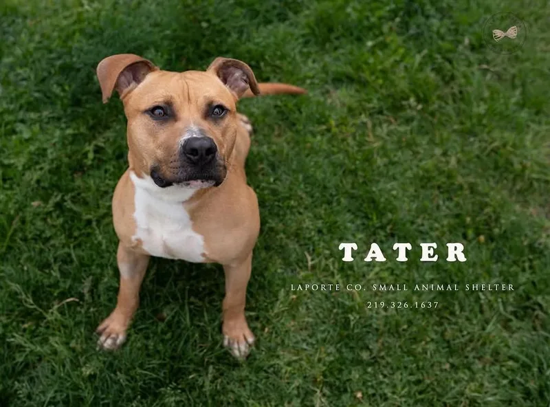 Tater thumbnail 3