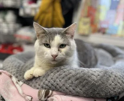 An adult medium-sized male Domestic Short Hair cat named Papaya for adoption in Humboldt, IA