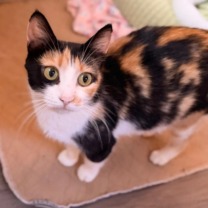 An adult small-sized female Calico Domestic Short Hair cat named Checkers for adoption in Green Bay, WI