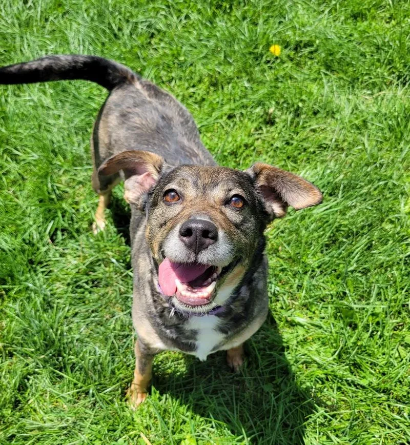 An adult medium-sized female Yellow / Tan / Blond / Fawn Husky dog named Piper for adoption in Lisbon, OH