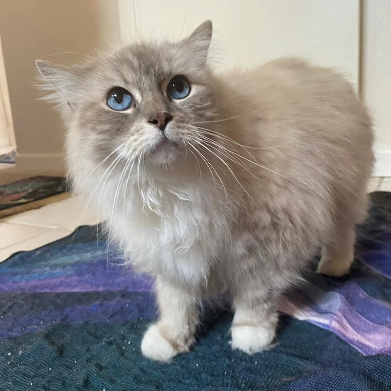 A senior medium-sized female Black & White / Tuxedo Persian cat named Jazzy for adoption in Ramona, CA