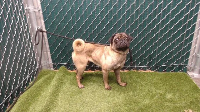 An adult medium-sized male Pug dog named Bruno for adoption in Downey, CA