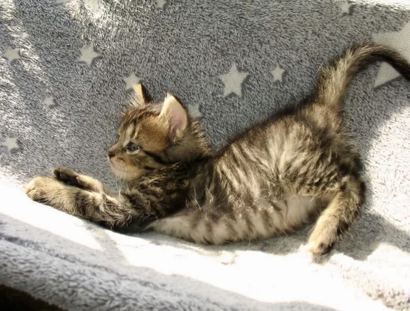 A baby medium-sized female Tabby (Brown / Chocolate) Tabby cat named Flower for adoption in Trophy Club, TX