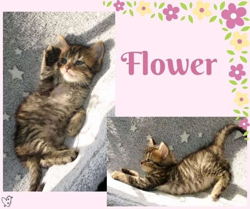 Flower thumbnail 3