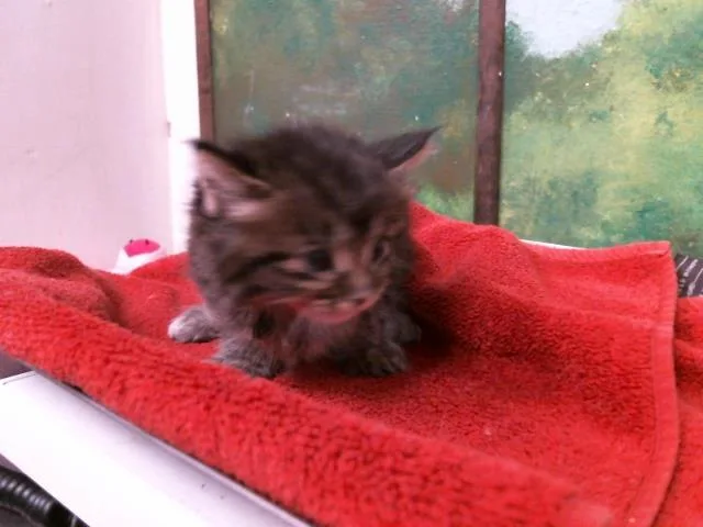 A baby small-sized male Domestic Long Hair cat named Anchovie for adoption in Houston, TX