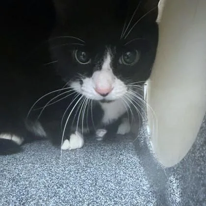 An adult medium-sized female Domestic Short Hair cat named Millie for adoption in Washington, DC