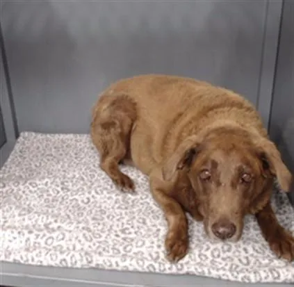 A senior medium-sized female Labrador Retriever dog named Gracie for adoption in Downey, CA