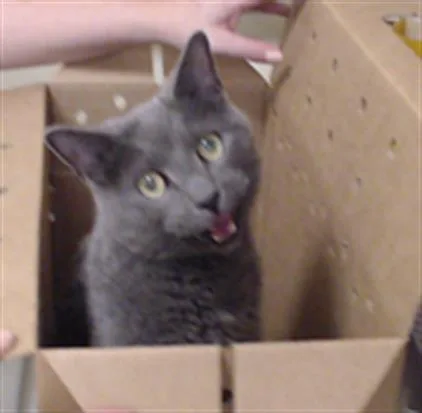 An adult medium-sized female Domestic Short Hair cat named Toph for adoption in Denver, CO