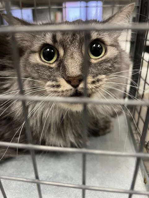 An adult medium-sized female Domestic Long Hair cat named Codex for adoption in Las Vegas, NV