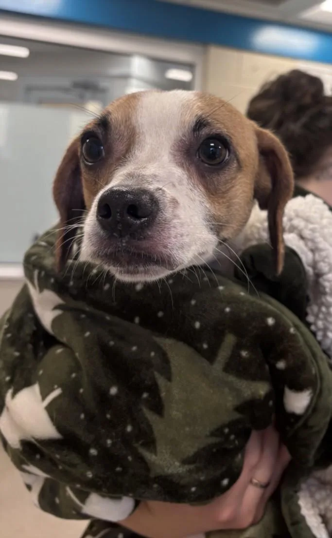 A young small-sized male Chihuahua dog named St. Lawrence for adoption in Hagerstown, MD