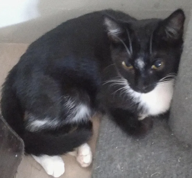 Nolan & Zibby thumbnail 3