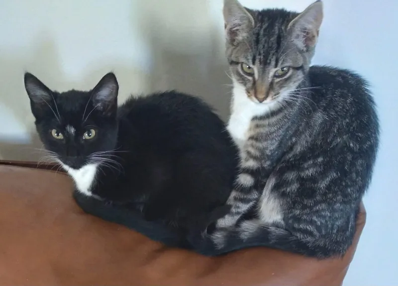 A young medium-sized female Tabby (Gray / Blue / Silver) Domestic Short Hair cat named Nolan & Zibby for adoption in San Diego, CA