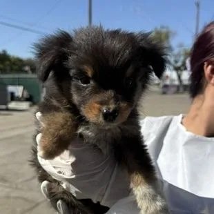 A baby small-sized male Black Australian Shepherd dog named Steve for adoption in Fresno, CA
