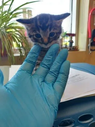 A baby small-sized male Domestic Short Hair cat named Fred for adoption in Fishers, IN