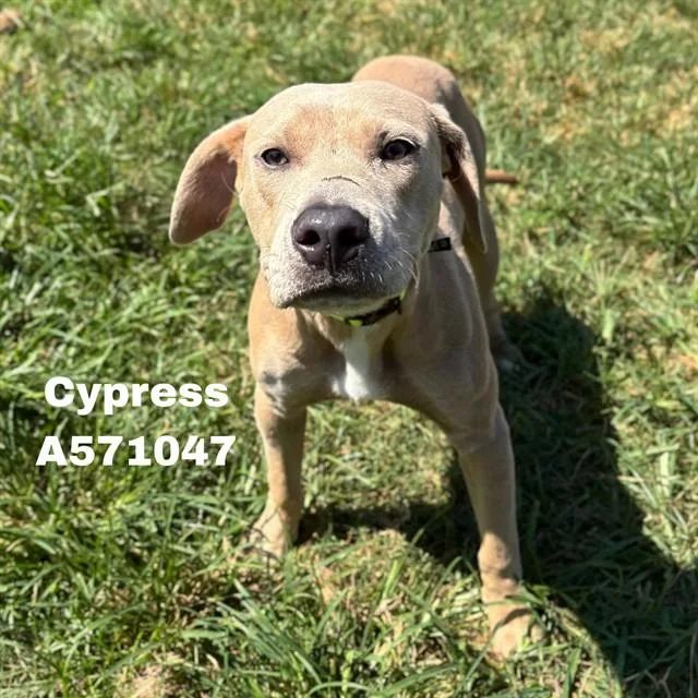A young medium-sized male Pit Bull Terrier dog named Cypress for adoption in Huntsville, AL