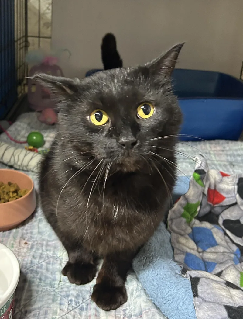 An adult medium-sized male Black Domestic Short Hair cat named Oliver for adoption in Avon Lake, OH