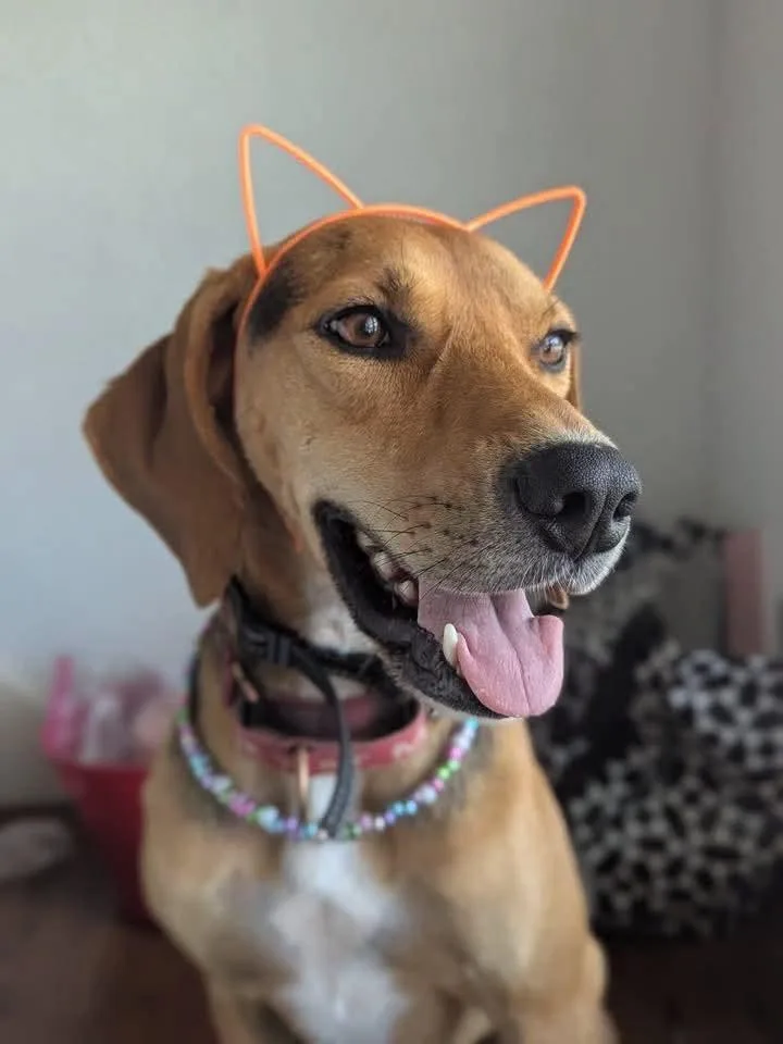 An adult large-sized male Treeing Walker Coonhound dog named Otis for adoption in TULSA, OK