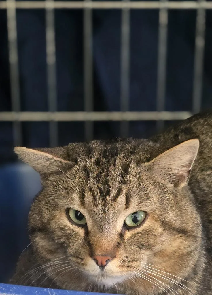 An adult medium-sized male Domestic Short Hair cat named Sid for adoption in Athens, OH