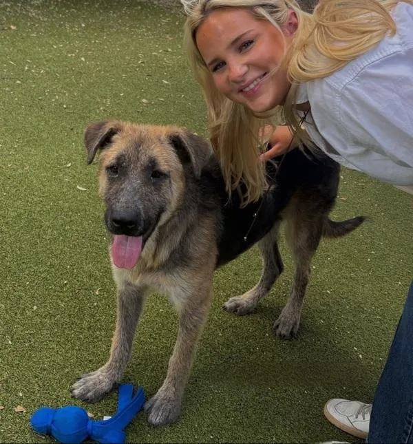 A young large-sized female Mixed Breed dog named Ramona for adoption in Austin, TX