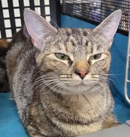 A young medium-sized female Domestic Short Hair cat named Precious for adoption in Fairhope, AL