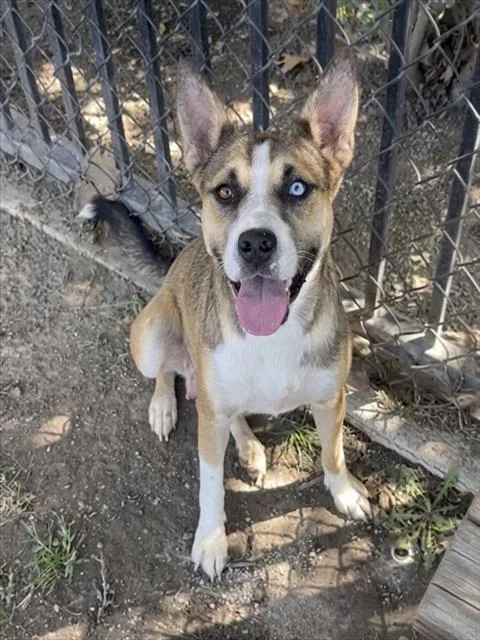 A young medium-sized female Shepherd dog named Kesha for adoption in Riverside, CA