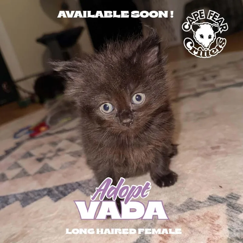 A young small-sized female Domestic Short Hair cat named Vada for adoption in Wilmington, NC