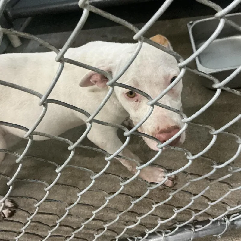 A young small-sized female White / Cream Pit Bull Terrier dog named Sonny for adoption in St Joseph, MO