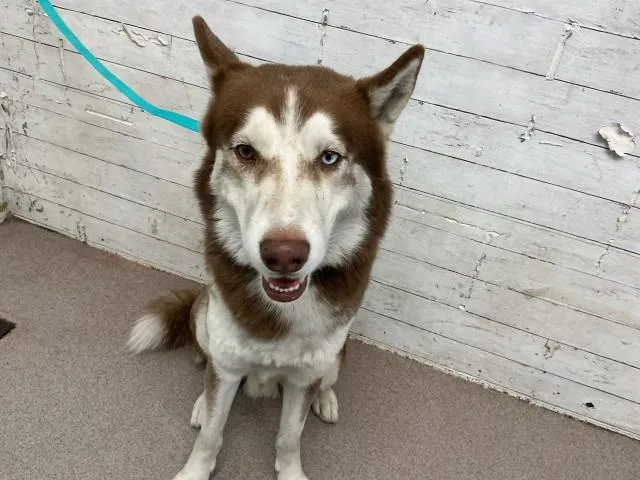 An adult medium-sized male Siberian Husky dog named Willy for adoption in San Bernardino, CA