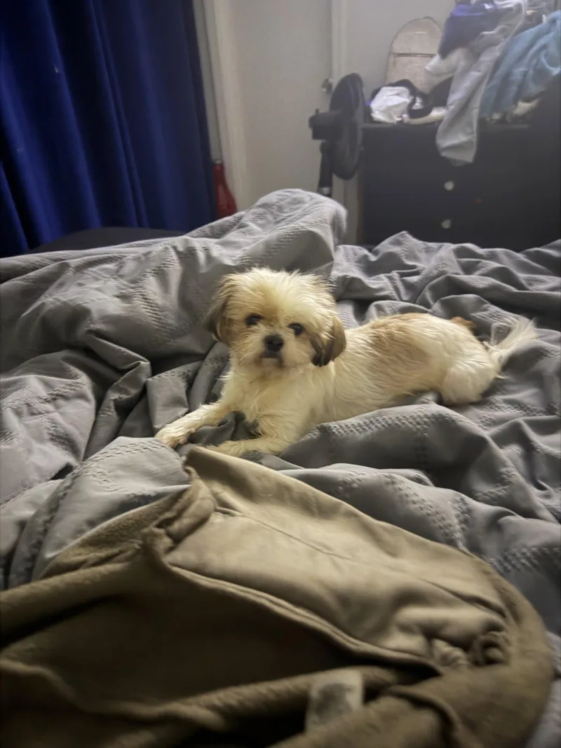 An adult small-sized female Shih Tzu dog named Bentley And Bailey Hadley for adoption in Saunderstown, RI
