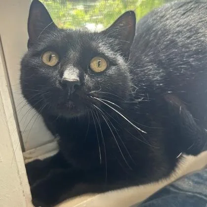 An adult medium-sized female Domestic Short Hair cat named Nyx for adoption in East Montpelier, VT