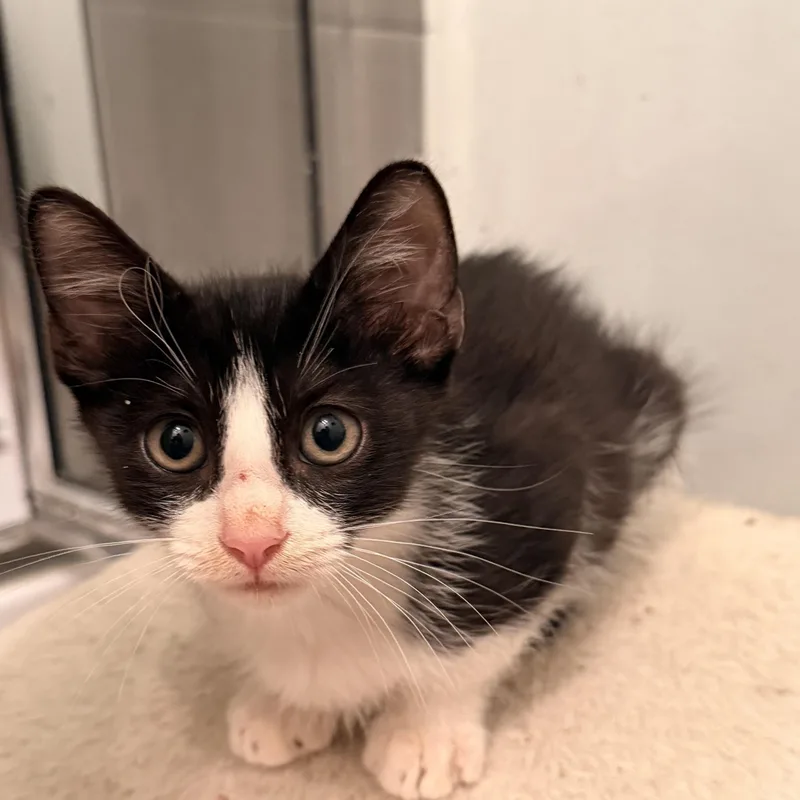 A baby small-sized male Black & White / Tuxedo Domestic Short Hair cat named Chino Meowreno for adoption in Houston, TX