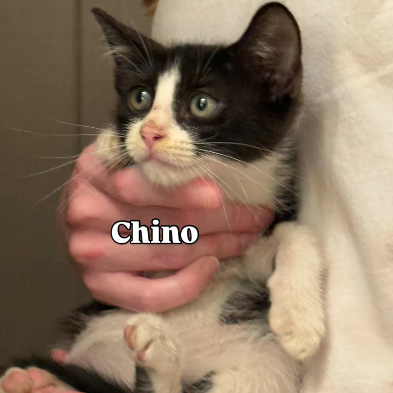 Chino Meowreno thumbnail 2