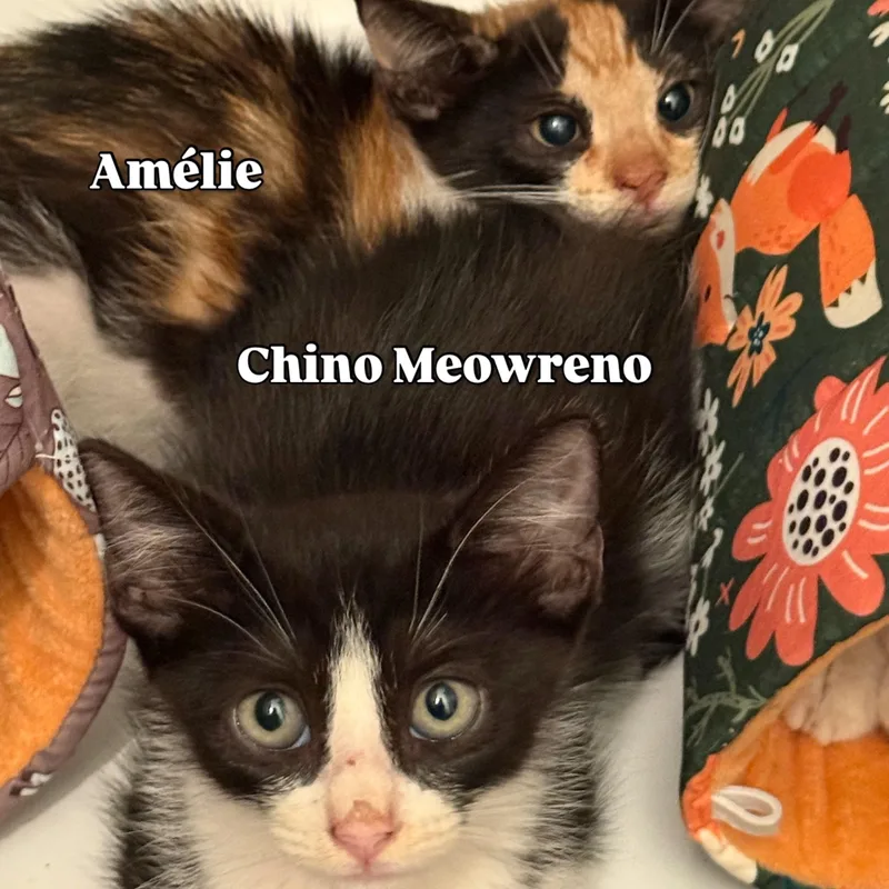 Chino Meowreno thumbnail 5