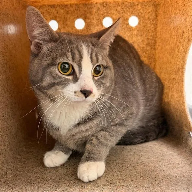 An adult small-sized male Domestic Short Hair cat named Spritz for adoption in Centerville, MA