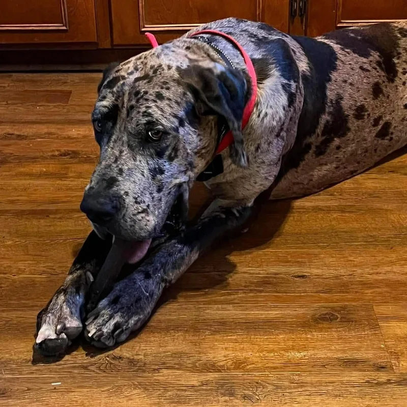 A young extra large-sized male Great Dane dog named Thor for adoption in Monroe , NC