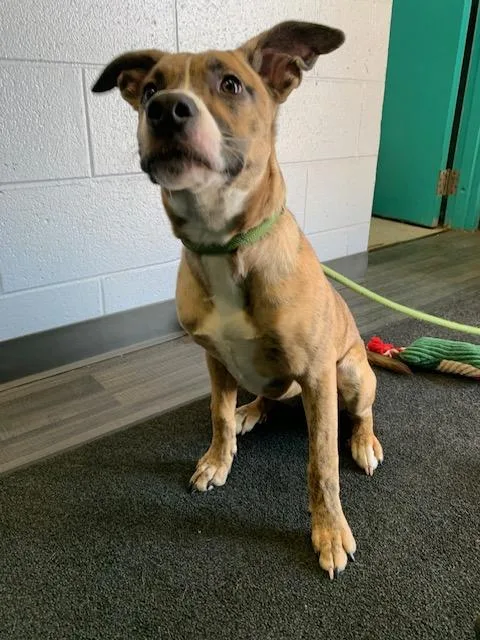 A young medium-sized female Brindle Terrier dog named Grace Kelly for adoption in Wyandotte, MI