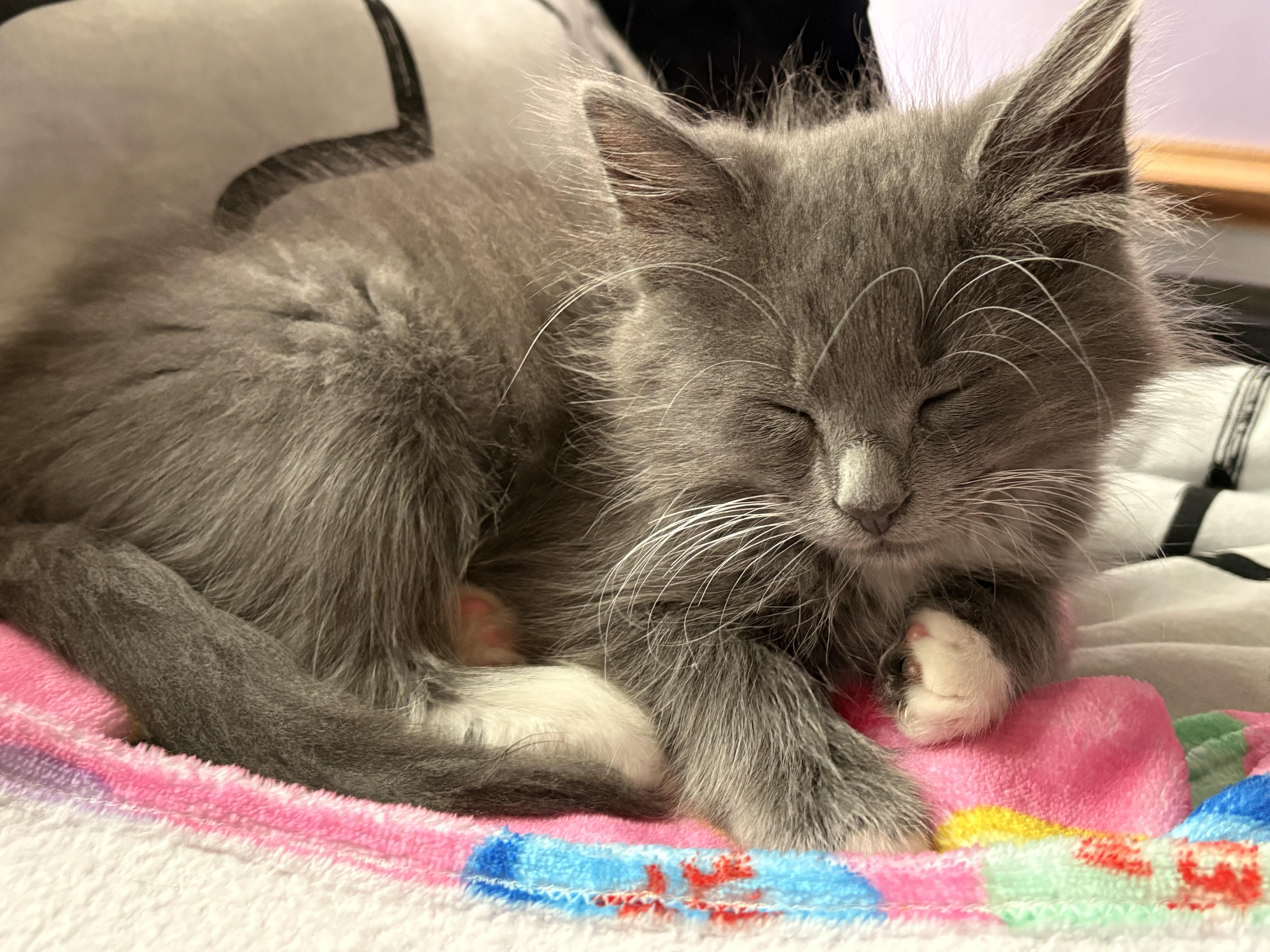 A baby medium-sized female Gray / Blue / Silver Domestic Medium Hair cat named Chibbs for adoption in Hyattsville, MD