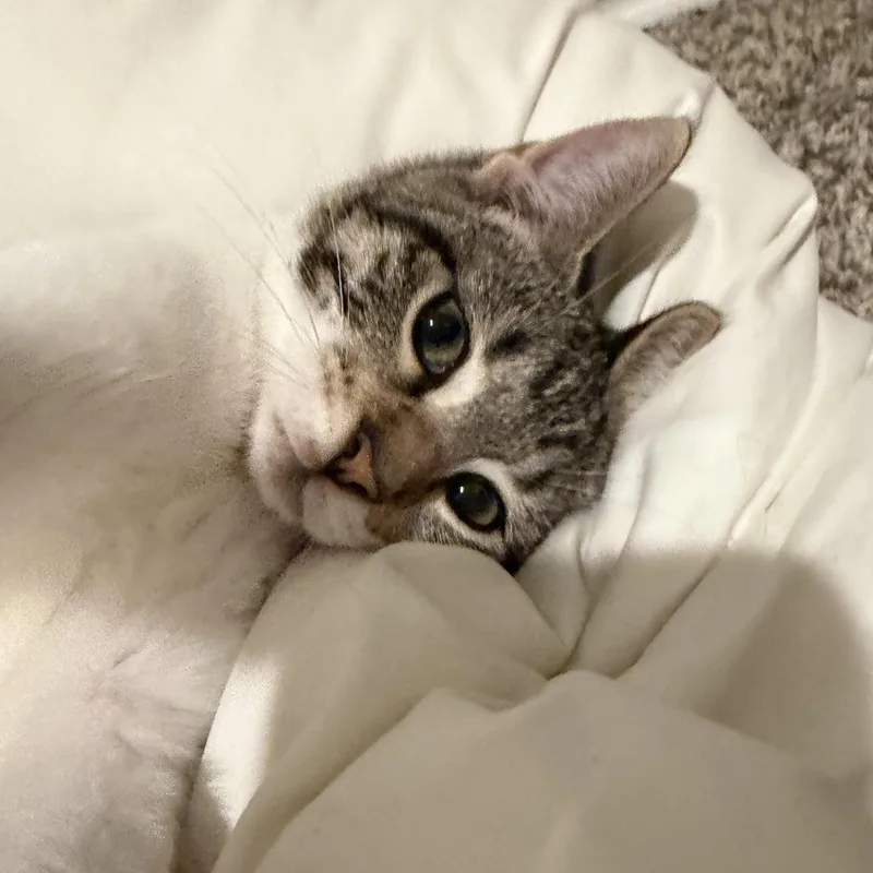A baby small-sized male Gray & White Domestic Short Hair cat named Bean for adoption in Liverpool, TX