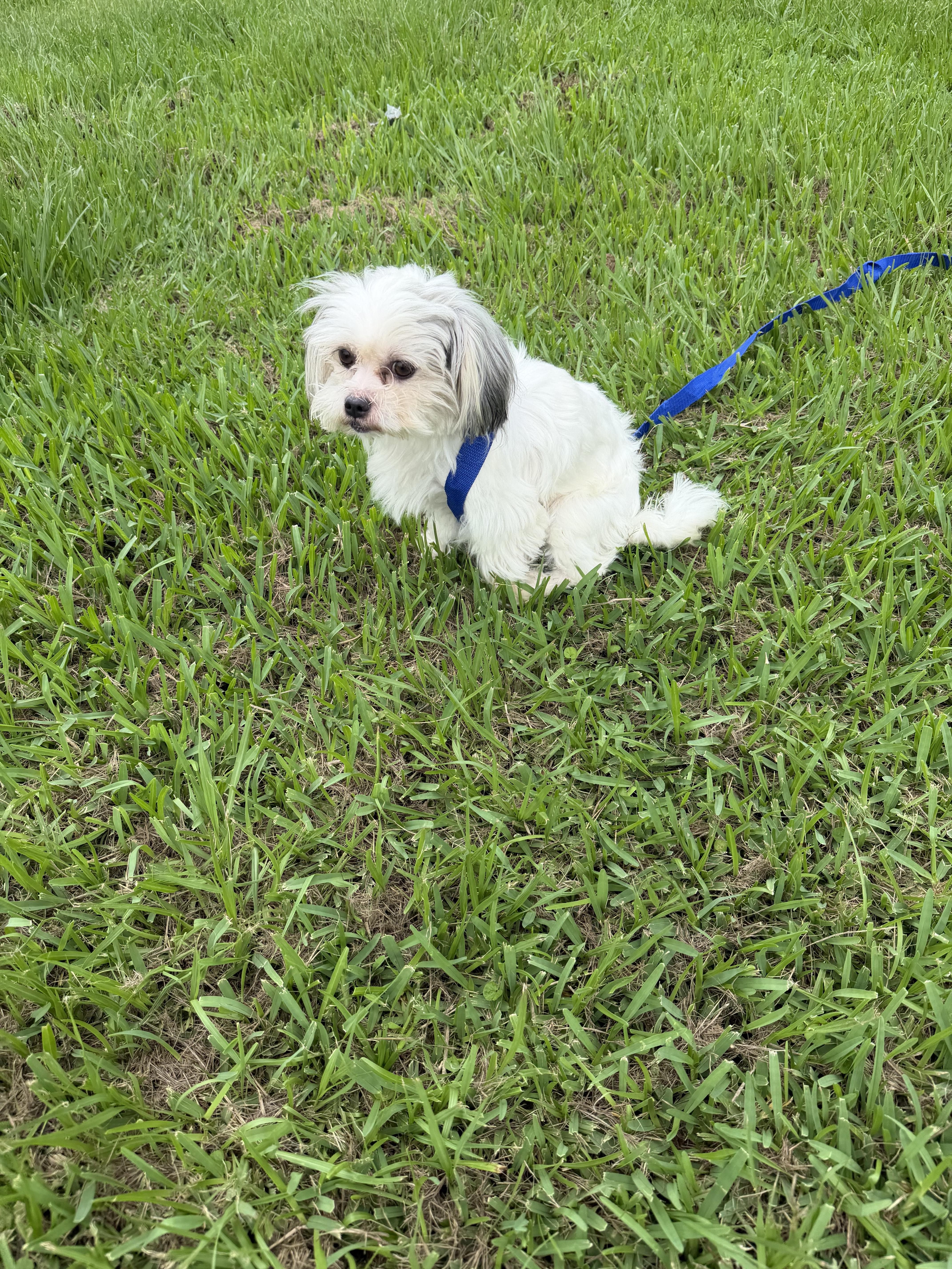 A young small-sized male Maltese dog named Mochi for adoption in Louise, TX
