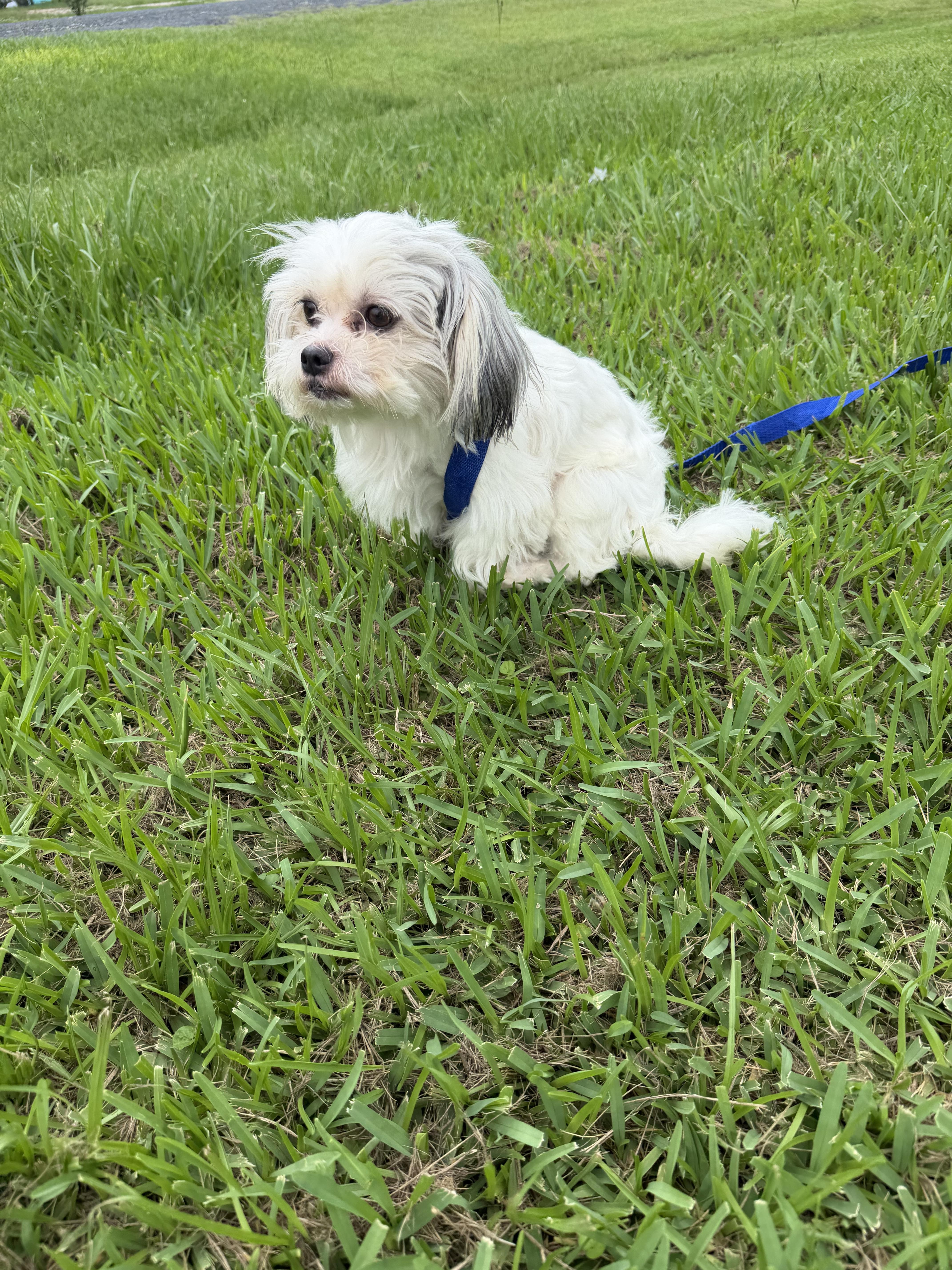 Mochi thumbnail 2