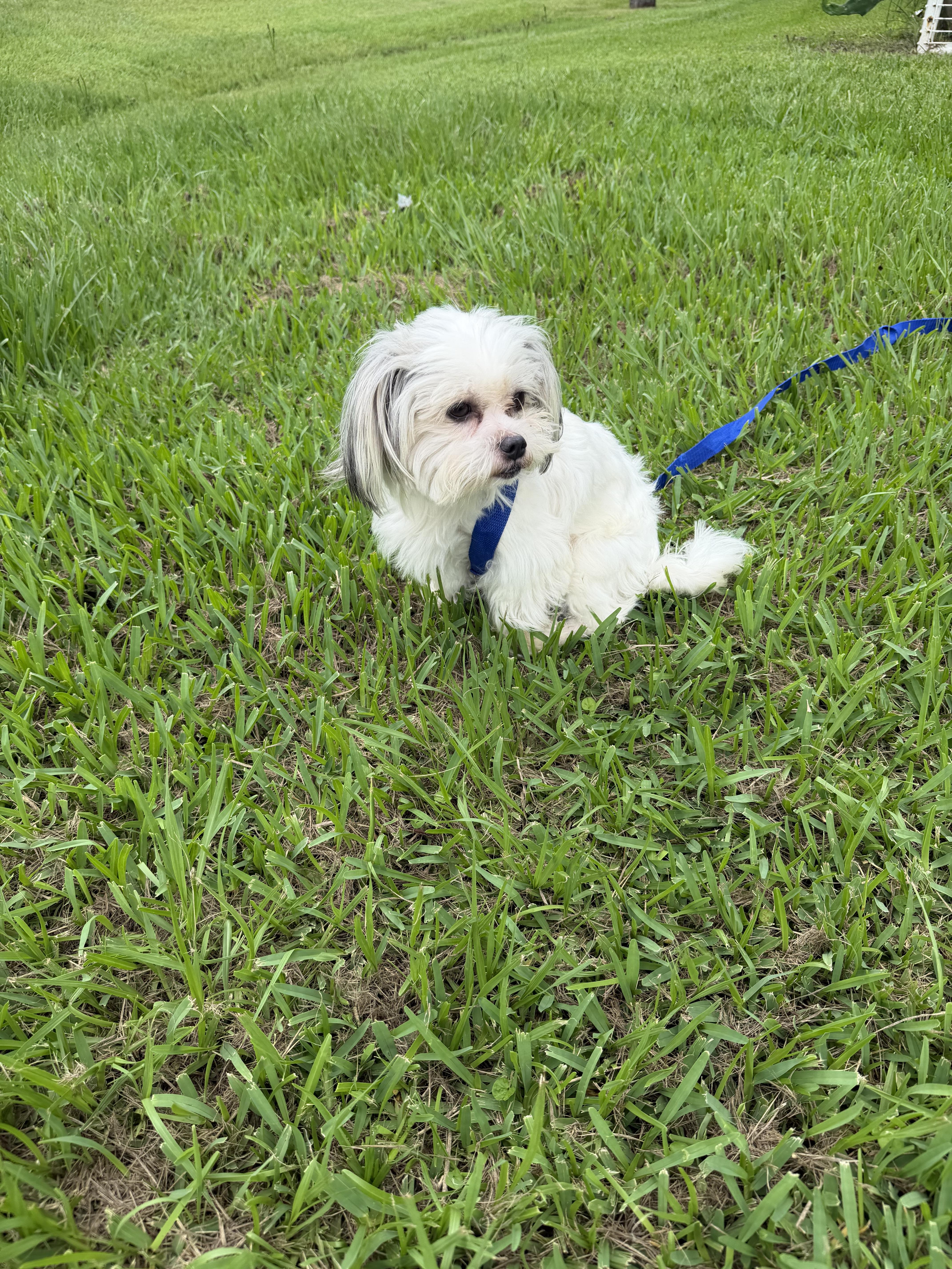 Mochi thumbnail 3