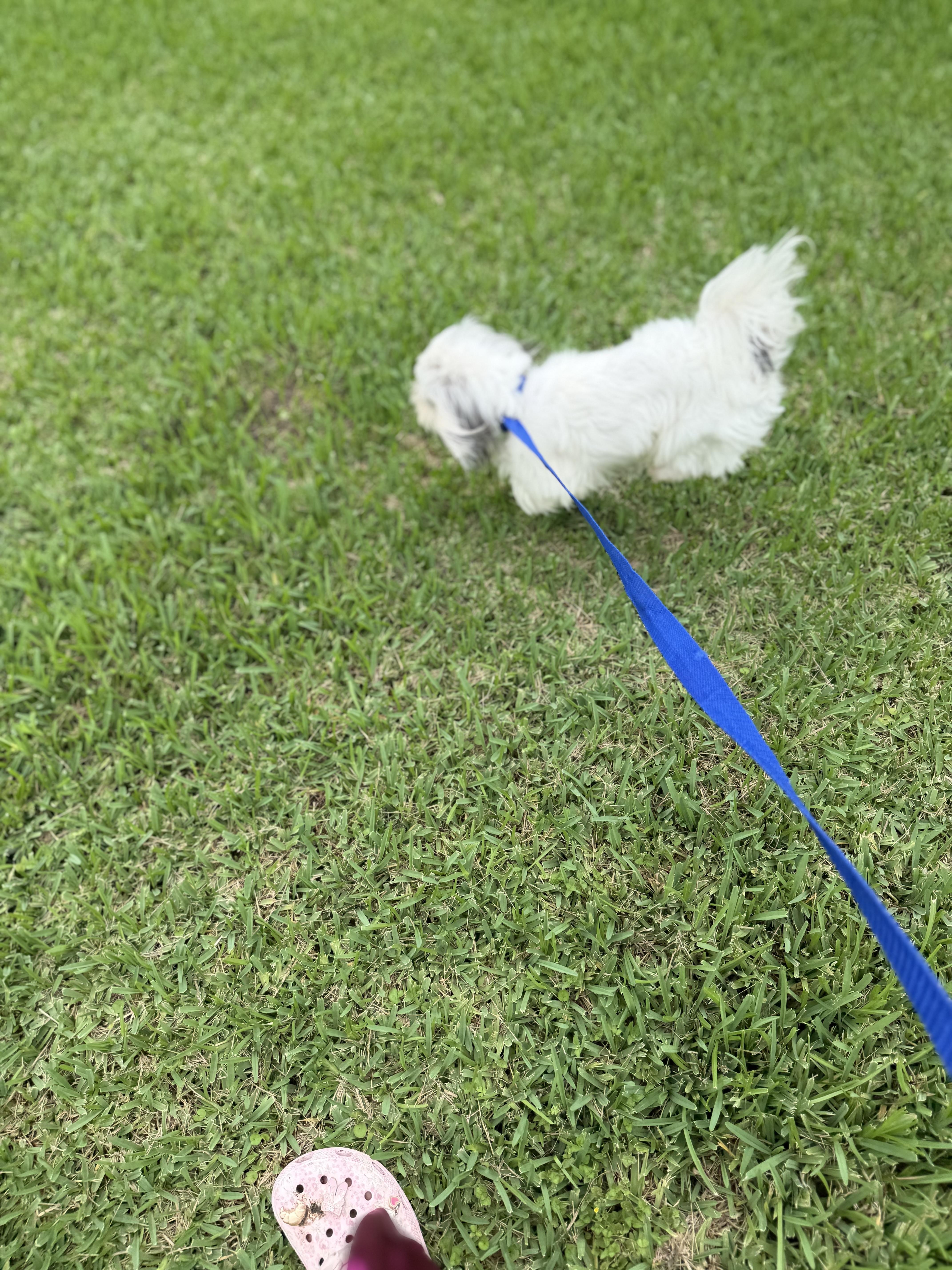 Mochi thumbnail 4