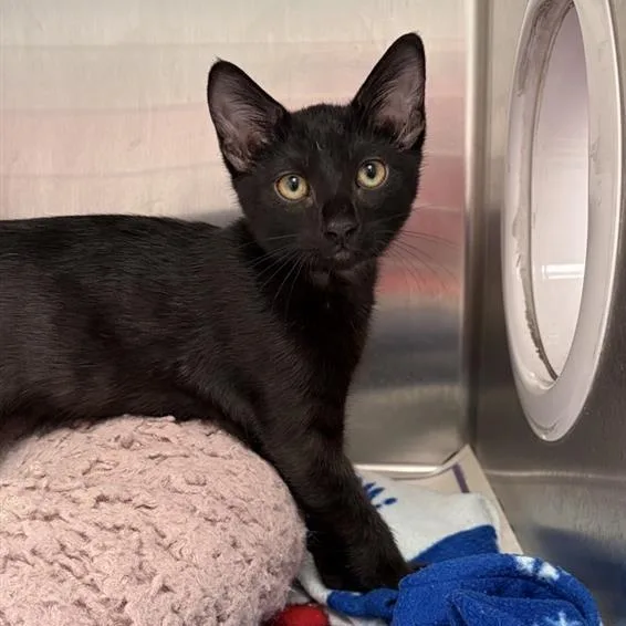 A baby small-sized female Black Domestic Short Hair cat named Jupiter for adoption in Hawthorne, CA