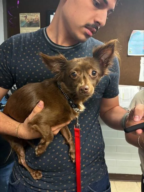 An adult small-sized female Chihuahua dog named Tootsie for adoption in Stockton, CA
