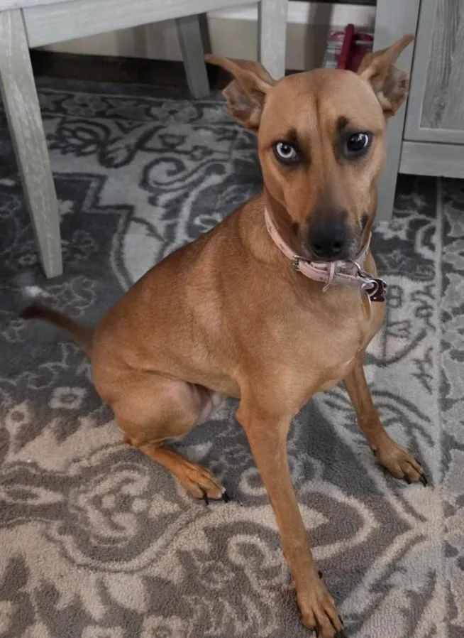A young medium-sized female Whippet dog named Cinnamon for adoption in Richboro, PA